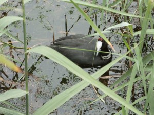 Red-knobbed coot by observation hill